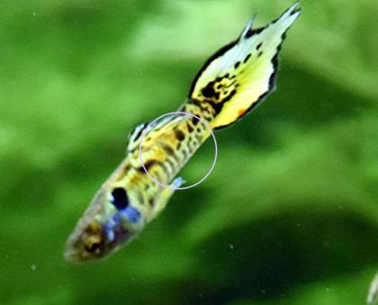 Tiger Endler, reinerbig, RARITÄT, Aktion (Versand/ Abholung)