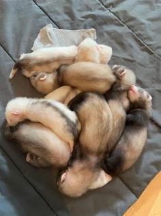 Frettchen welpen