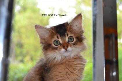 Somali- & Abessinier Kitten in ruddy/ wildfarben, sorrel/ cinnamon, blau & fawn