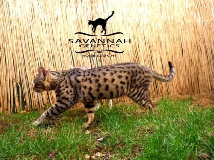F5 SBT Savannah Kitten Silver & Melanistic