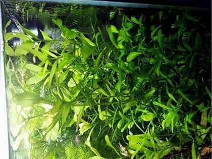 Mexikanisches Eichblatt, Bündel, AKTION! (Versand/ Abholung)