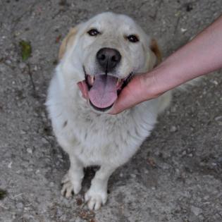 Acira - hat Hummeln im Hintern, kein Couchpotato