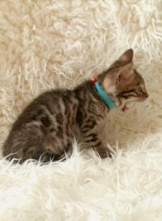 Reinrassige Bengalkitten mit Stammbaum! Mini Leoparden!
