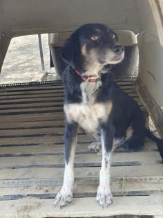 Bonnie sucht eine Familie