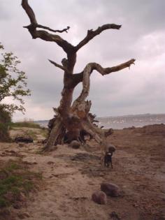 Biete EFH zwischen Ostsee und Peenestrom Haustiere angenehm