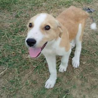 Linus - sucht ein hundeerfahrenes Koerbchen