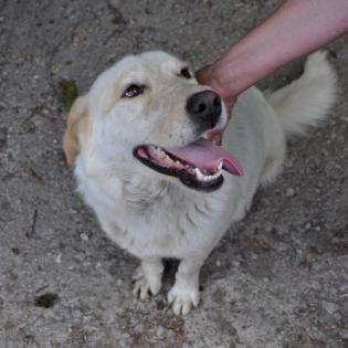 Acira - hat Hummeln im Hintern, kein Couchpotato