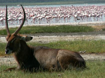 15 Tage – Kenia Rundreise / Safari und Strand