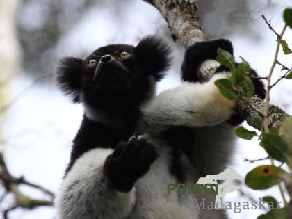 Madagaskar Reise von den Lemuren zu den Buckelwalen 2021