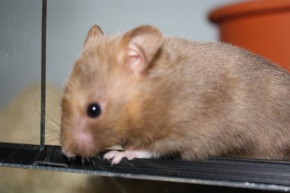 ZAHME und neugierige HAmsterbabys aus Hamsterzucht München 