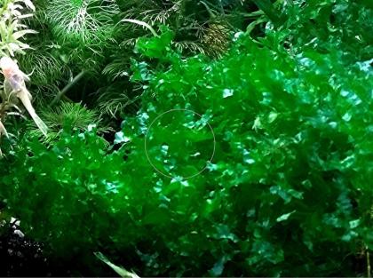 Süsswassertang, Aquarienpflanzen, Aktion, Versand