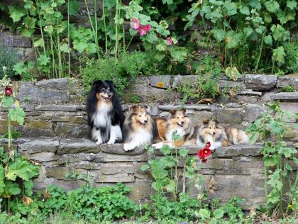 Wurfplanung Shelties am Woogbach