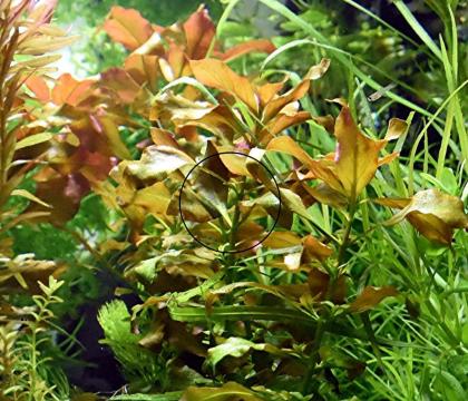 Rotgrüne Ludwigie, Bündel, Aquarienpflanzen (Versand/ Abholung)
