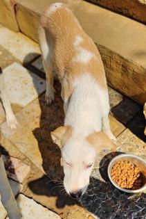 Silas sucht ein passendes Zuhause