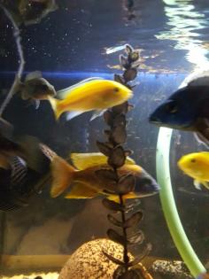 Aquarienpflanzen + Malawis