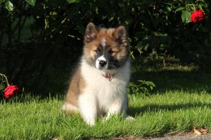 Mobile Hundeschule