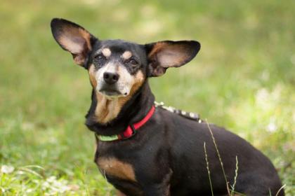 LILLIFEE - Dackel-Mix - 8 Jahre - Tierhilfe-Franken e.V.