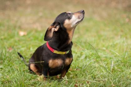 LILLIFEE - Dackel-Mix - 8 Jahre - Tierhilfe-Franken e.V.