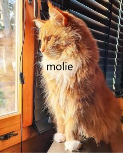 Wunderschöne Maine-Coon-Kätzchen.