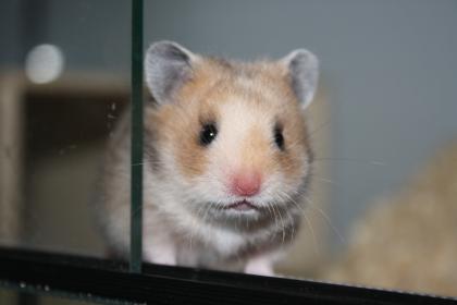 Hamsterzucht München  