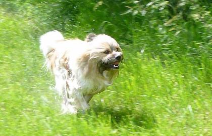 Familienhund Elo® - Welpen von Werths Echte Ende 2021.