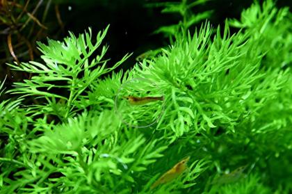 Wasserprimel, Bündel, Aquarienpflanzen, AKTION! (Versand/ Abholung)