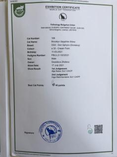 Reinrassige Don Sphynx-Kitten mit Stammbaum und Champion Titeln