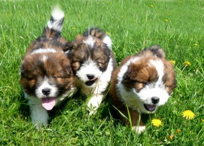 Hundeerziehung - einfach gemacht:: Der Klick im Kopf zum Hundeglück