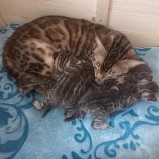 Reinrassige Bengalkitten mit Stammbaum! Mini Leoparden!