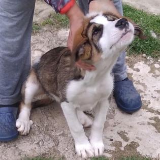 Grisu - wurde zusammen mit Adele gefunden