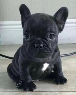Gesunde französische Bulldoggenwelpen zu verkaufen