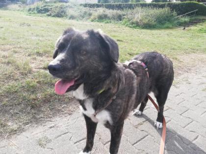 Sinefa sucht ein passendes zuhause-Pflegestelle gefunden