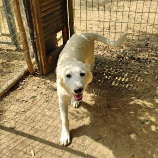 Simba sucht ein passendes Zuhause