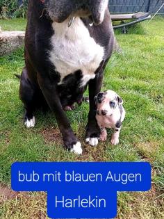Deutsche dogge