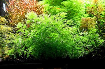 Wasserprimel, Bündel, Aquarienpflanzen, AKTION! (Versand/ Abholung)