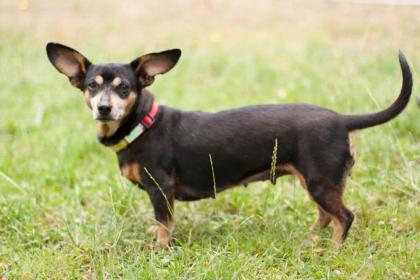 LILLIFEE - Dackel-Mix - 8 Jahre - Tierhilfe-Franken e.V.