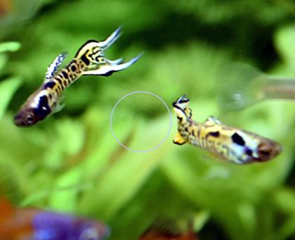 Tiger Endler, reinerbig, RARITÄT, Aktion (Versand/ Abholung)