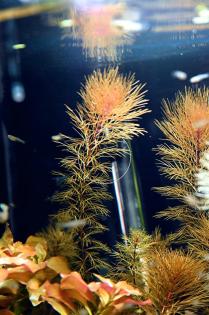 Rotes Mato Grosso Tausendblatt, Bündel, Wasserpflanzen (Versand/ Abholung)