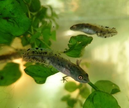 Nördlicher Kammmolch Triturus cristatus Nachzuchten aus Hobbyzucht