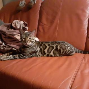 Bengalkitten ab Anfang April abzugeben