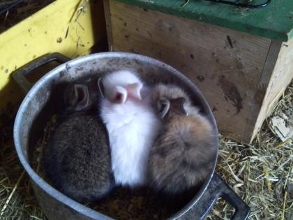 Löwenkopfbabies in Gute Hände abzugeben