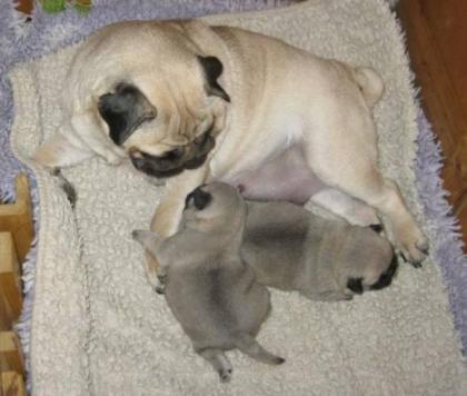 Liebevoller Mops Welpen für Ihre wunderbare Familie