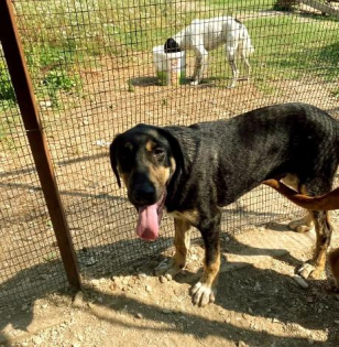 Kimon sucht ein passendes Zuhause