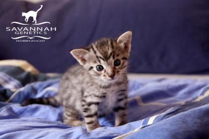 F5 SBT Savannah Kitten Silver & Melanistic