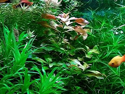 Rotgrüne Ludwigie, Bündel, Aquarienpflanzen (Versand/ Abholung)