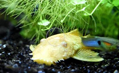 Gold-/ Albinowels (Versand/ Abholung)
