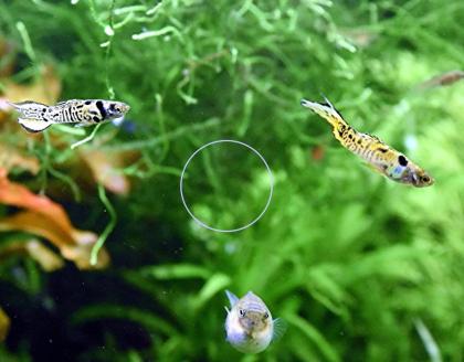 Tiger Endler, reinerbig, RARITÄT, Aktion (Versand/ Abholung)