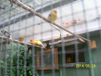 Schöne  Farbkanarienvögel