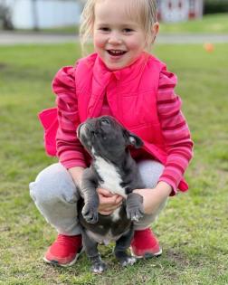 Schöne Französische Bulldoggen-Welpen, 