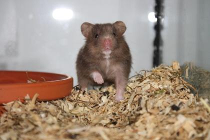 Hamsterzucht München  